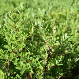 Spiraea nipponica 'Snowmound' 30-40 cm